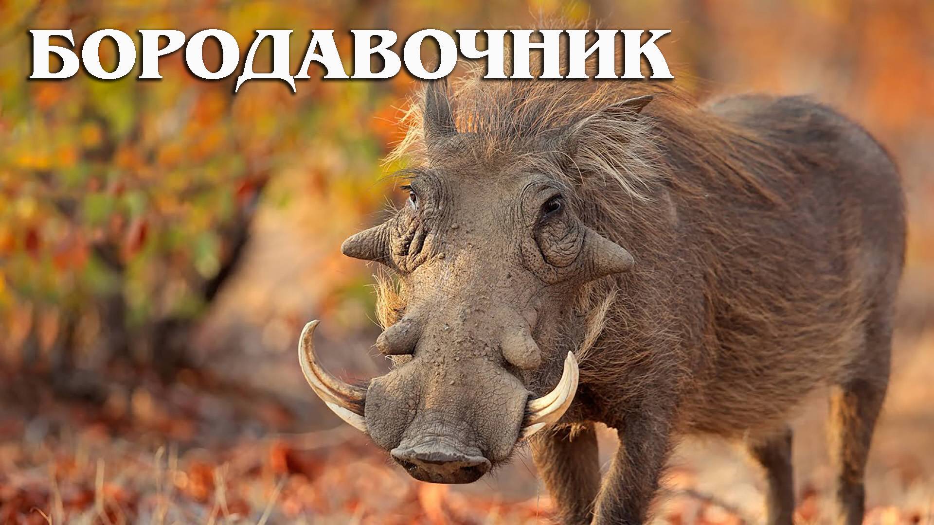 Бородавочник: Бесстрашная Африканская Свинья | Интересные факты про бородавочника