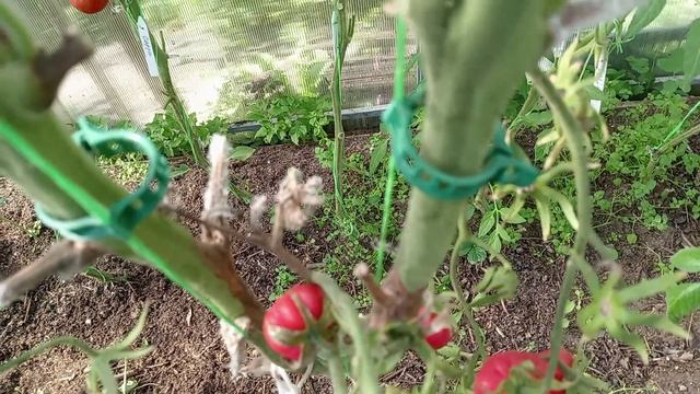 БЕЛАЯ ГНИЛЬ В МОЕЙ ТЕПЛИЦЕ.