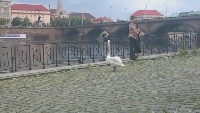 Царь птица - ЛЕБЕДЬ! Мои прогулки по Праге!