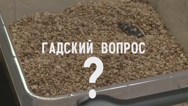 Гадский вопрос. Какие крокодилы родители?