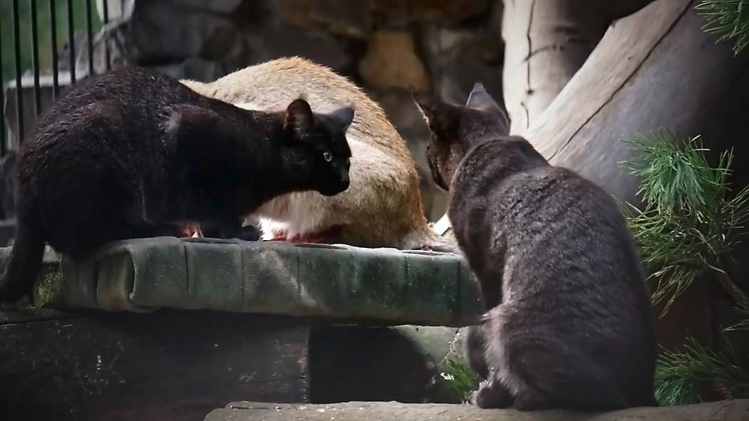 Мама двух черных камышовых котят всегда ест первая и только потом котята.