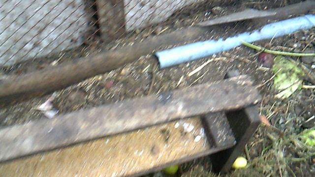 Кормление курочек вечером