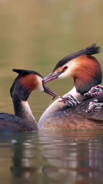 Что есть Любовь? Елена Перерва. Стихи о пробуждении #вселеннаяя , #любовь #стихи