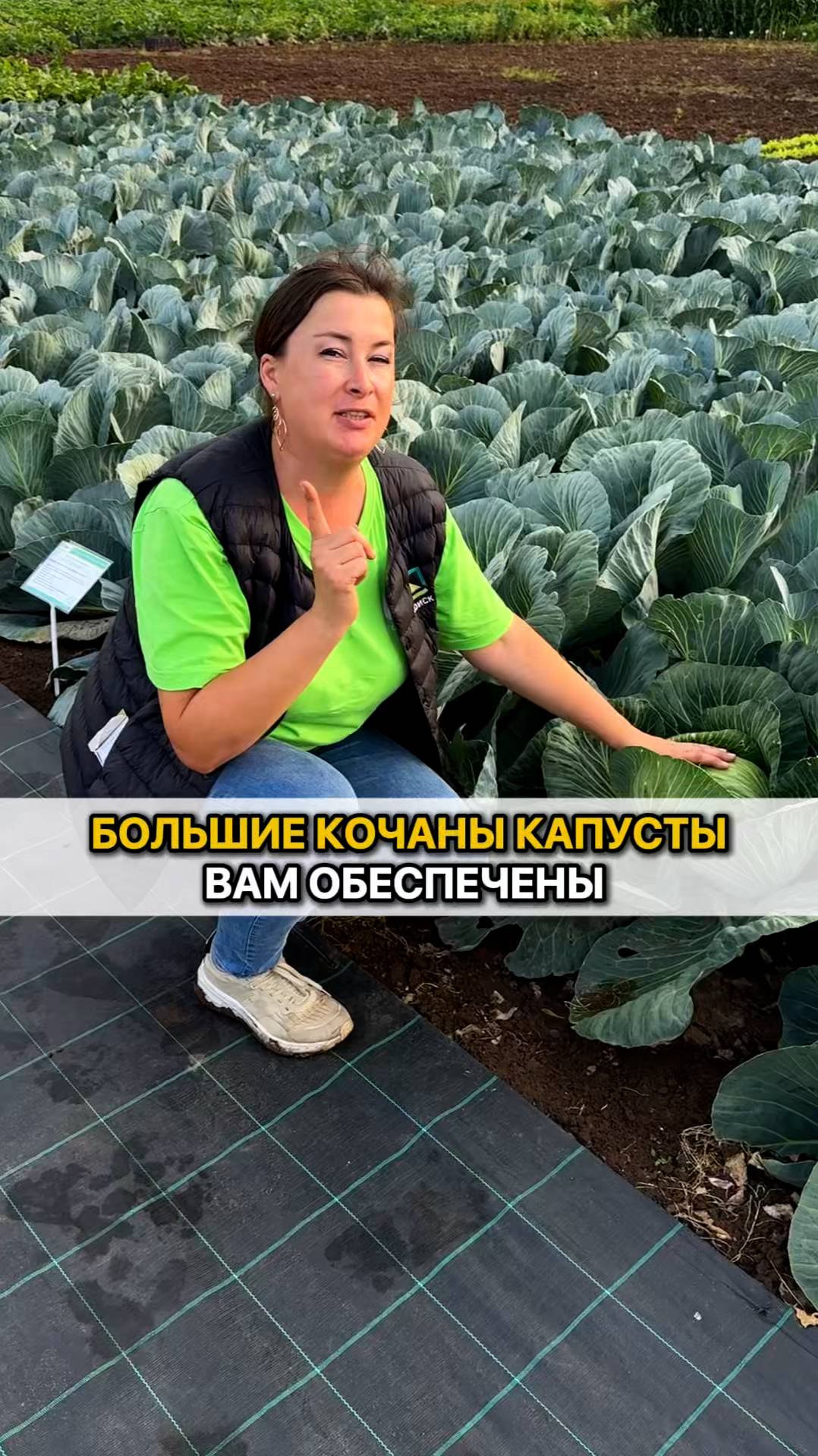 Если сделать так, то кочаны капусты будут ОГРОМНЫМИ!