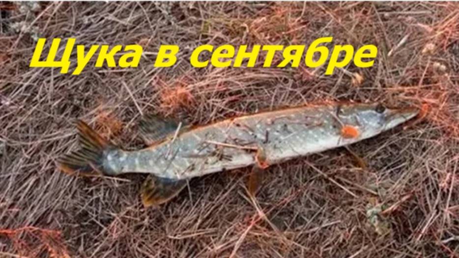 КАК ЛОВИТЬ ЩУКУ в СЕНТЯБРЕ? ПРИМАНКИ и СНАСТИ для ЛОВЛИ ЩУКИ. ВРЕМЯ и МЕСТА для РЫБАЛКИ на ЩУКУ