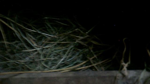 Сбор куриного урожая (яичек)