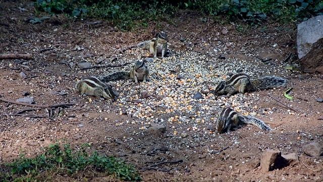 пальмовые белки