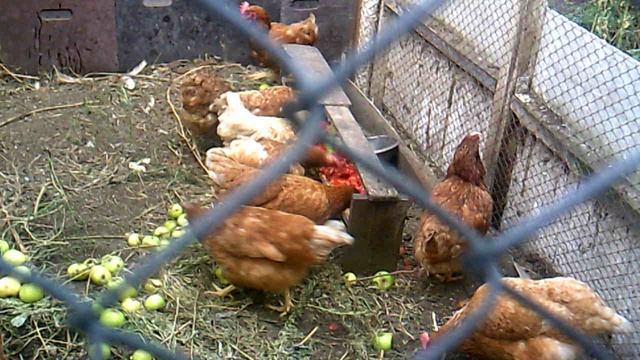 Куры клюют - жизнь идёт! Слава Богу за всё!