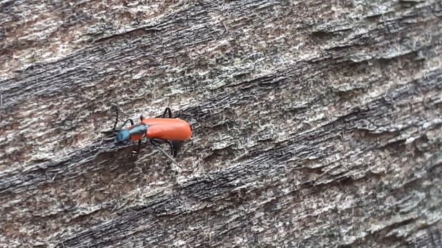 маленький жучок малашка