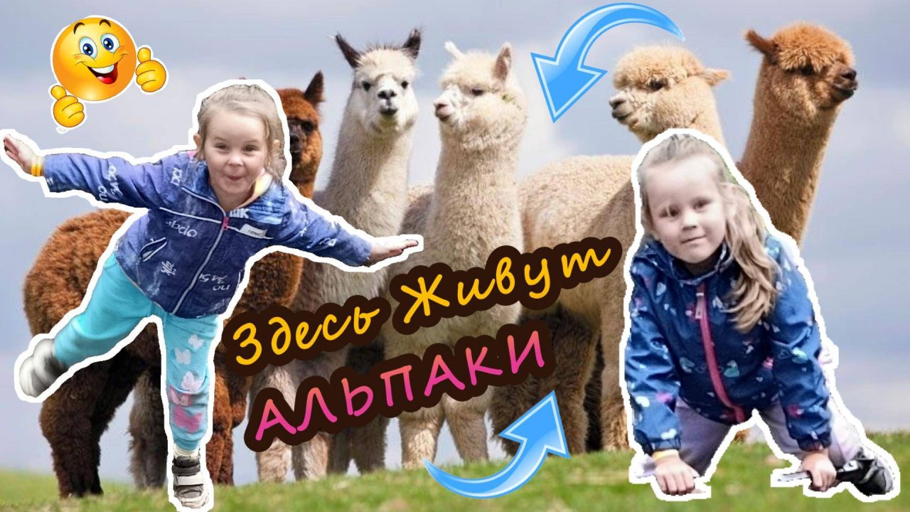 🦙 Софа и Тася в гостях у альпак!