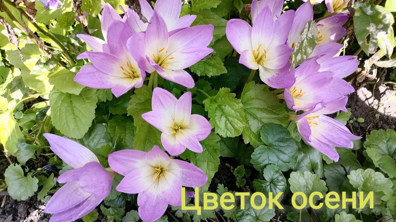 Безвременник - особенности цветка. Осень!