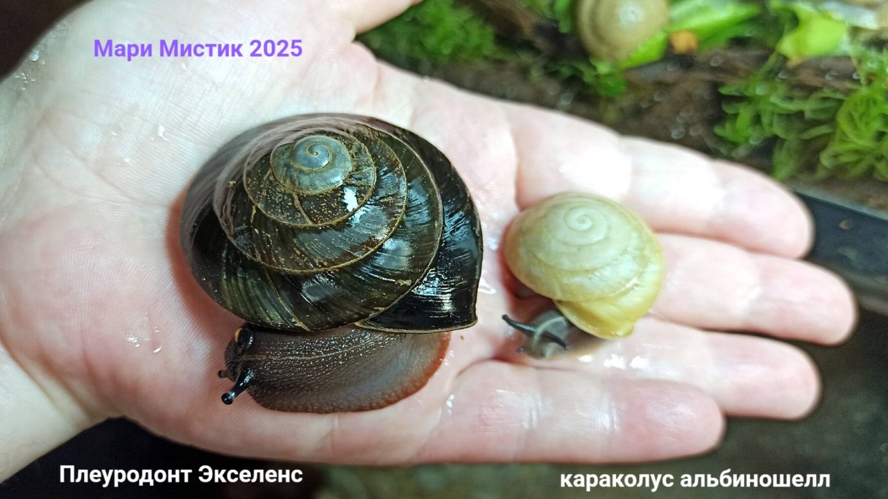 Мои НОВЫЕ питомцы #экселенсы_караколусы 08/09/25 #улитки