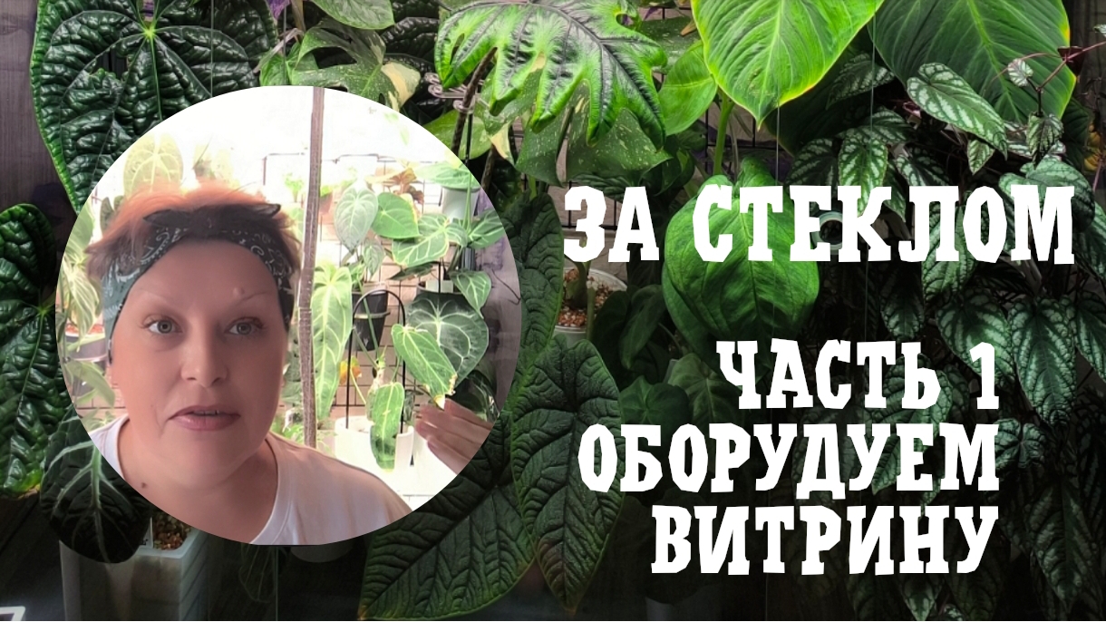 ЗА СТЕКЛОМ. Оборудую витрину для растений. 10-09-2025