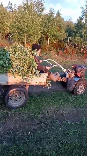 Настя и мотоблок или жизнь на ферме 4.09.25😊😊😊