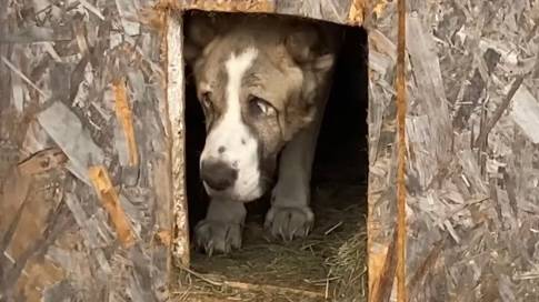 Флоризель постарел