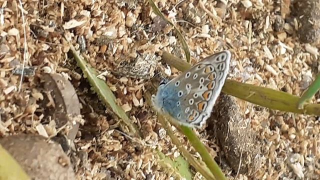 Бабочка Голубянка Икар (Polyommatus icarus)
