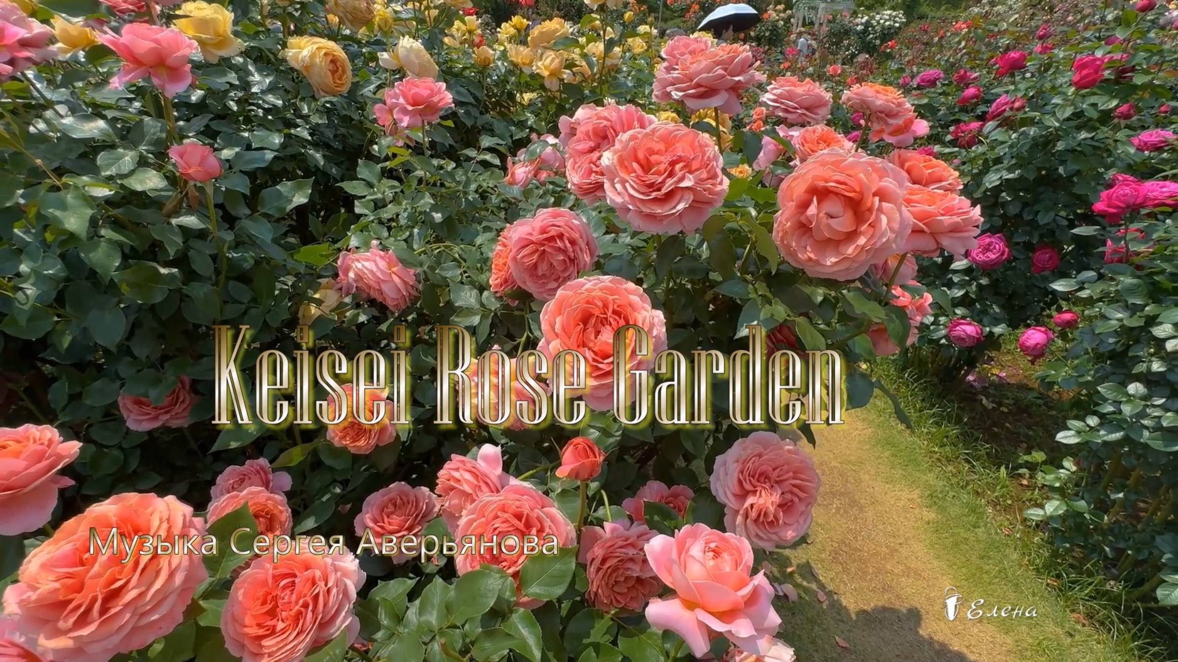 Keisei Rose Garden*