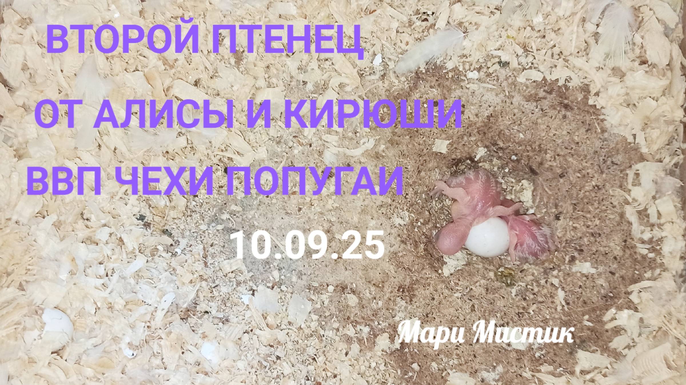 Очень неожиданно появился второй птенец 10/09/25 #ввп_чехи_попугаи