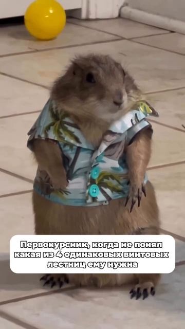 Первокурсник, когда не понял какая из  четырех одинаковых винтовых лестниц нужна