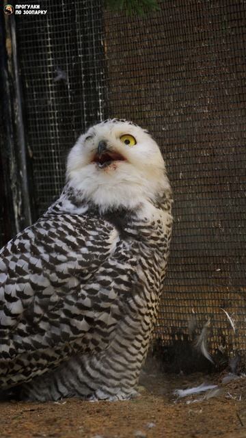 Любопытный совенок. Ленинградский зоопарк