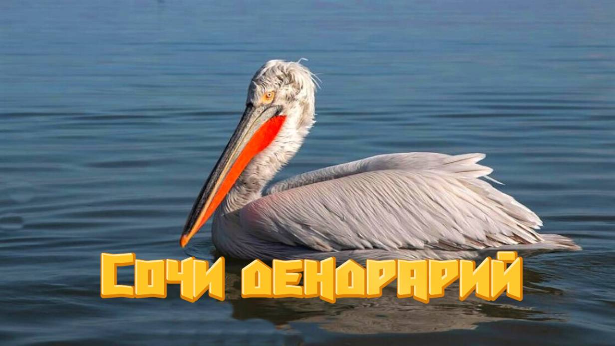 Дендрарий Сочи. Утки едят с рук. Красивый пеликан