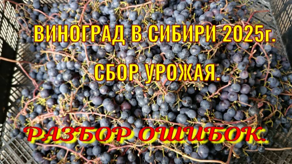 ВИНОГРАД 2025. СБОР УРОЖАЯ. РАЗБОР ОШИБОК.