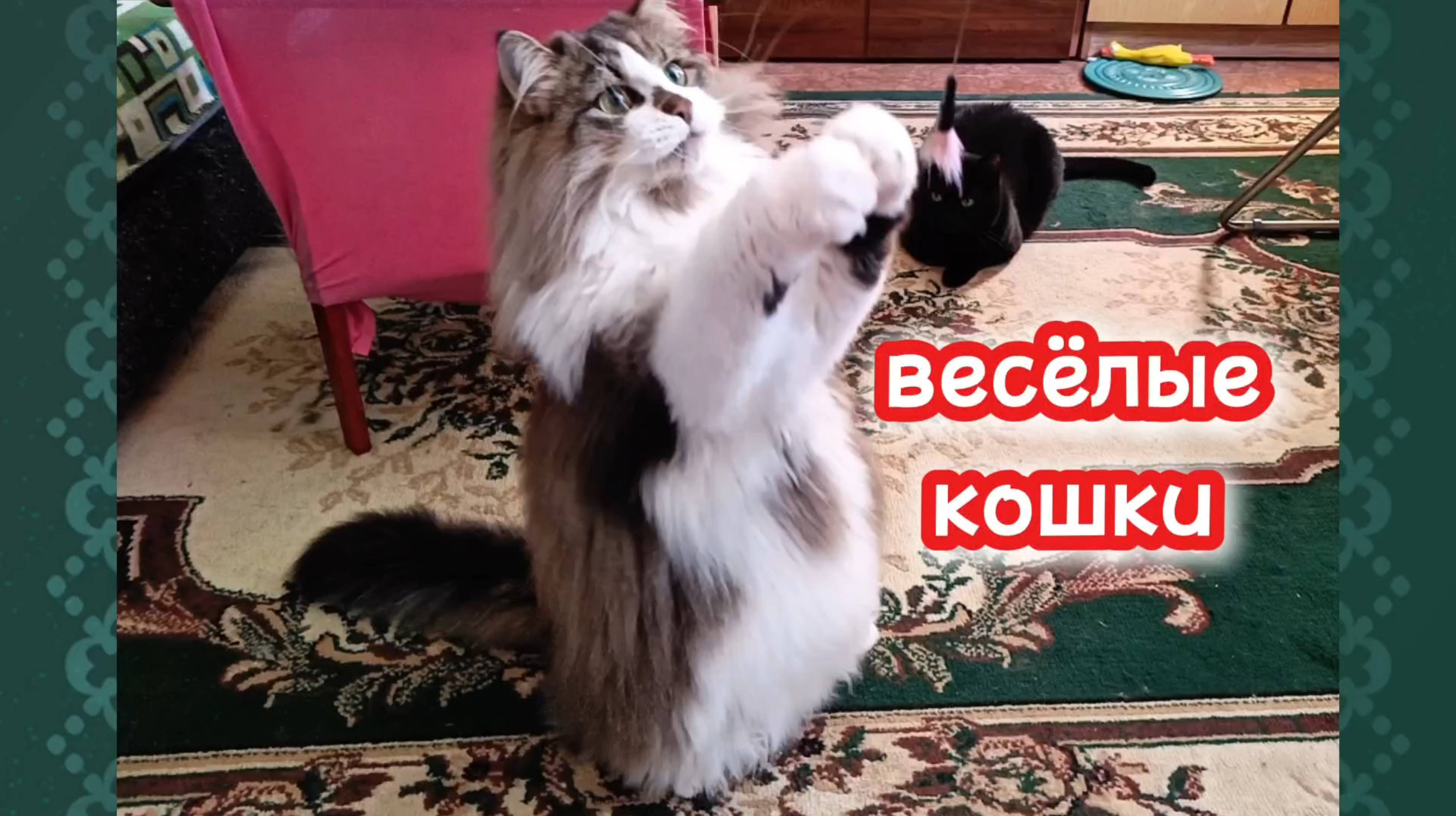 Весёлые кошки.