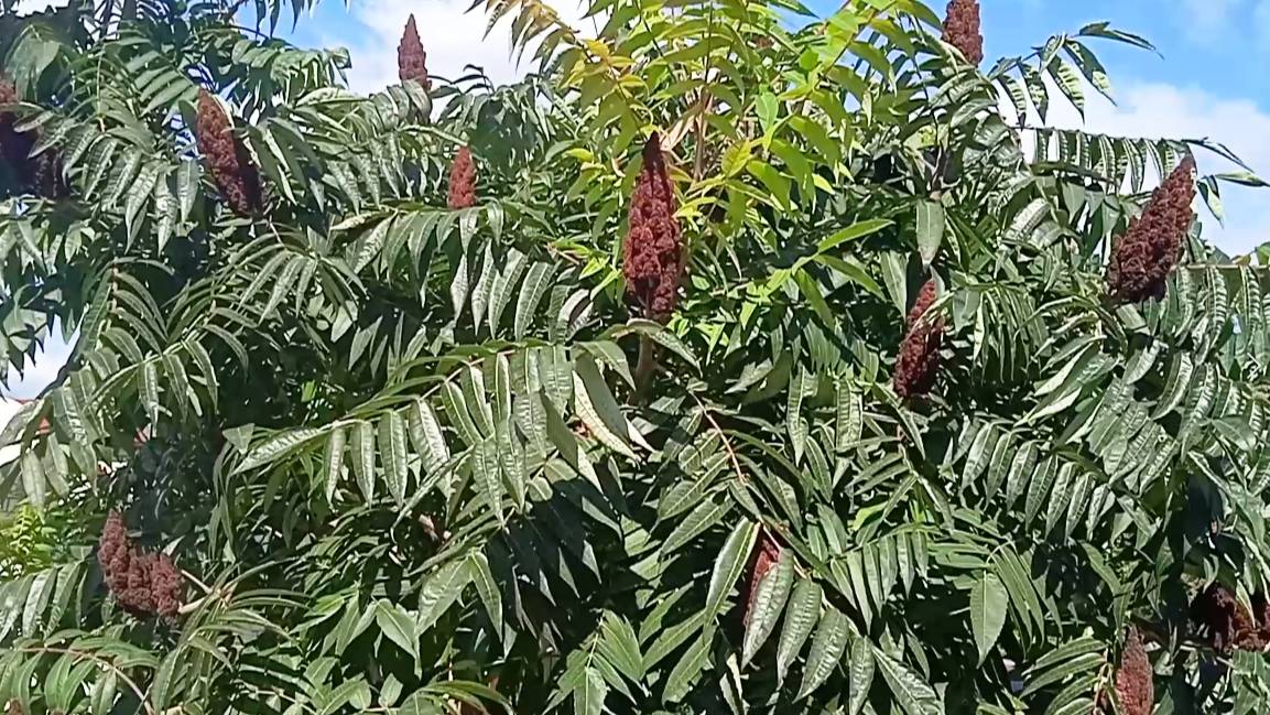 Сумах оленерогий почему дерево называют уксусным