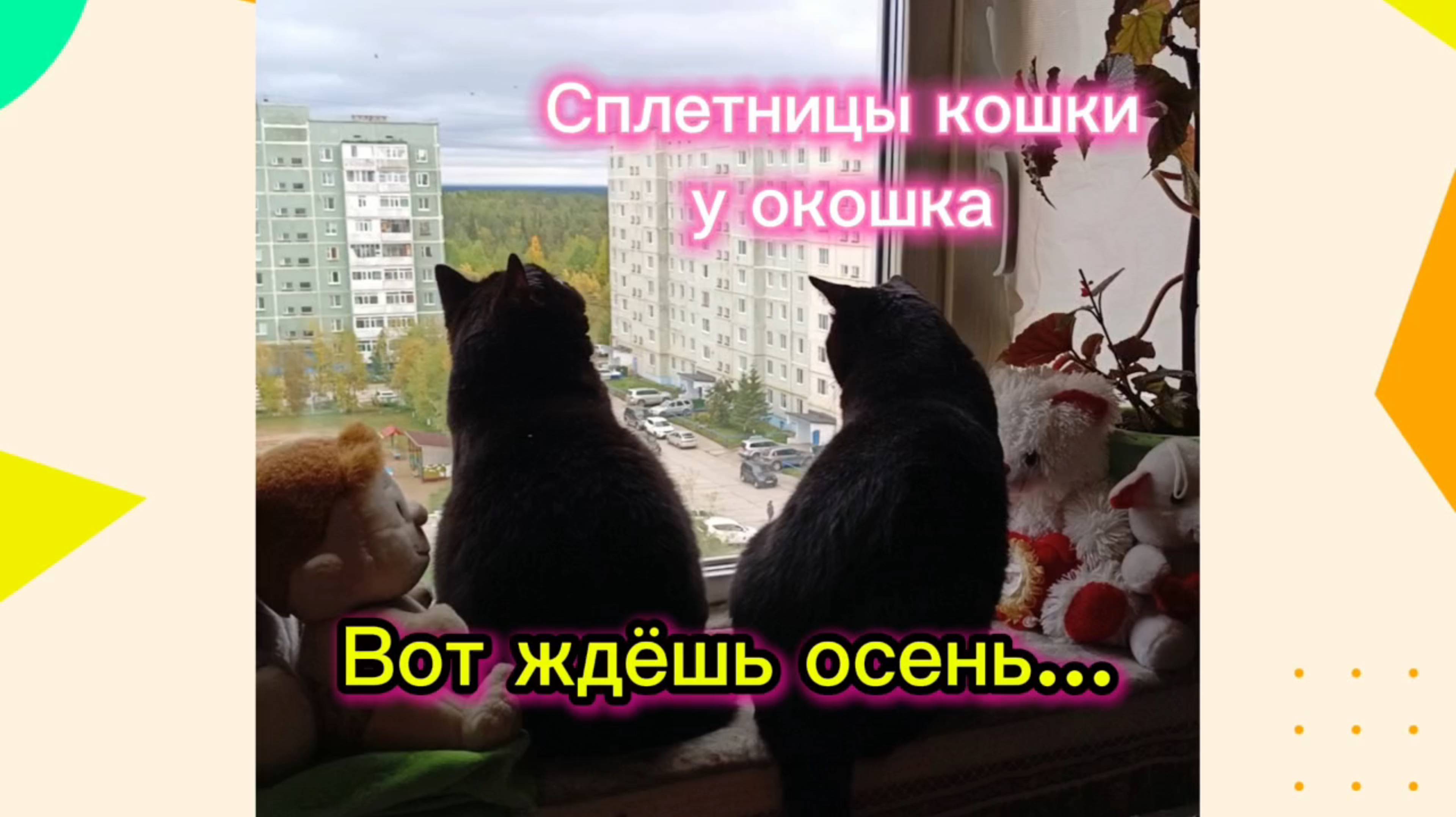 Кошки с озвучкой.