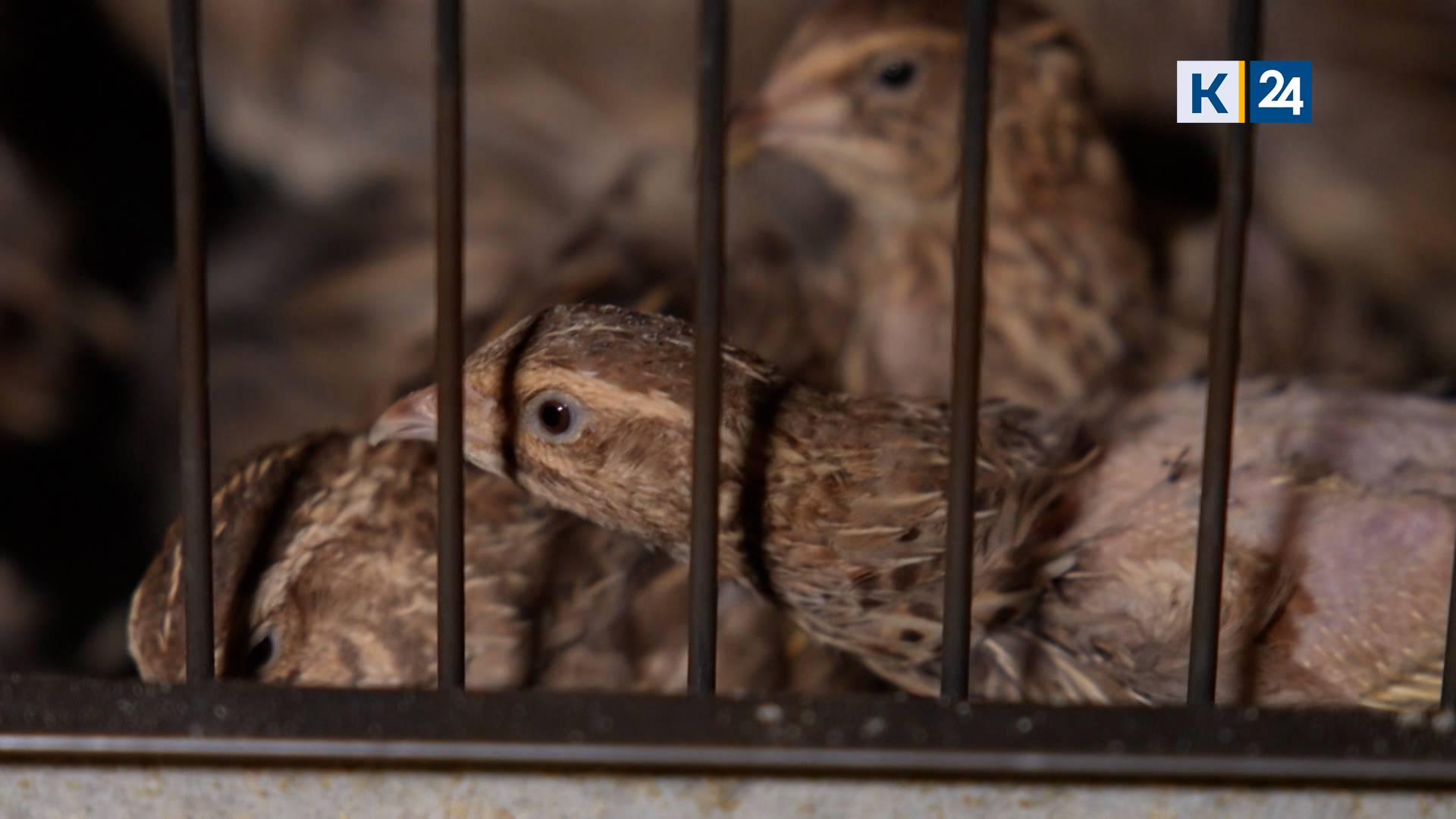 Мир сельского хозяйства. №78 Перепелки 01.07.2025