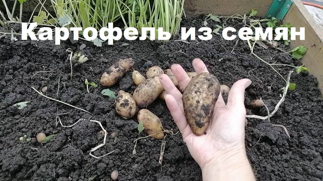 Картошка из семян. Копаю, недовольна