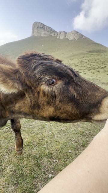 Массаж по горски ⛰️🐮
