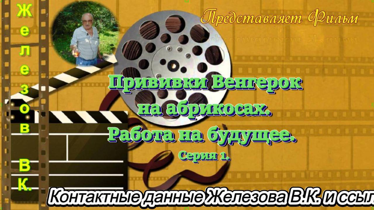Прививки Венгерок на абрикосах. Работа на будущее. Серия 1.