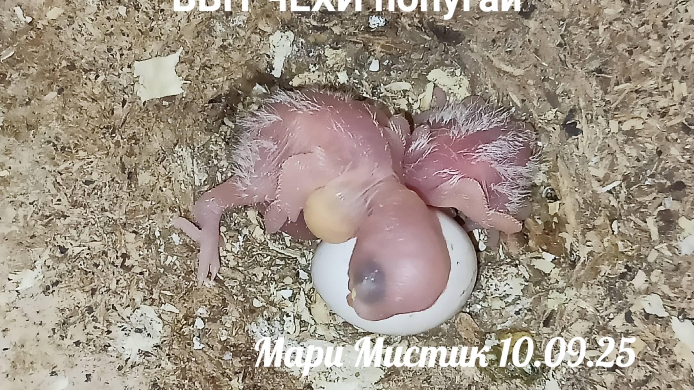 Хорошо, что не ВЫКИНУЛА яйца #птенцы_попугая_в_гнезде