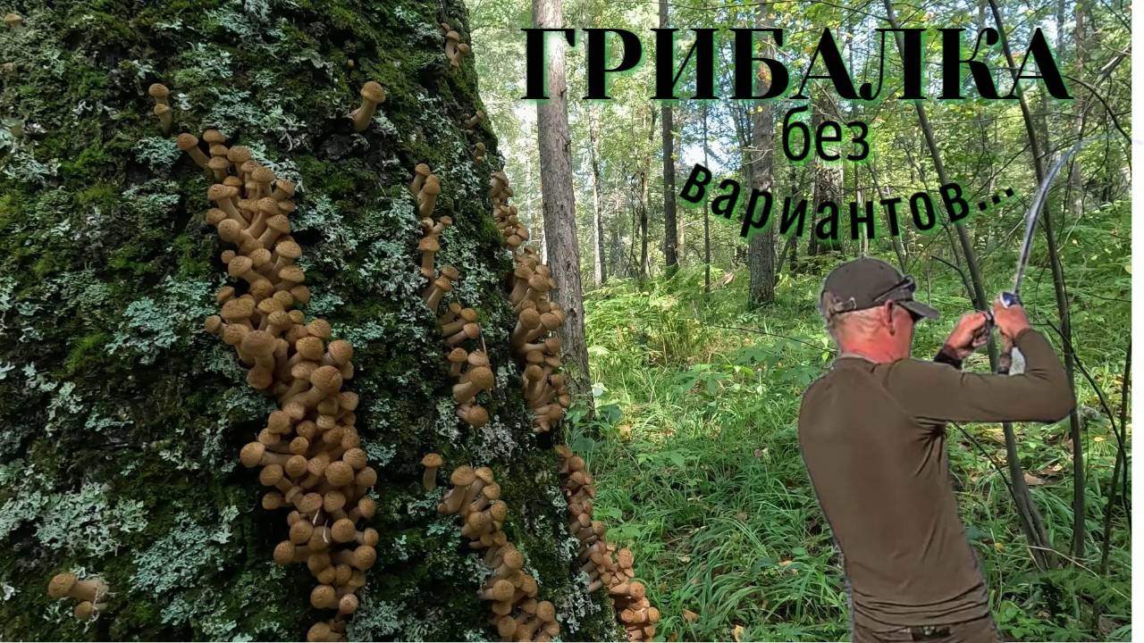 Обе реки нас не ждали! Наши первые грибы в жизни😃[4K]