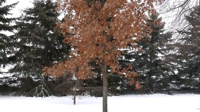 ПАДАЛ СНЕГ - музыка Павел Ружицкий, Snow Was Falling - music Pavel Ruzhitsky (1)