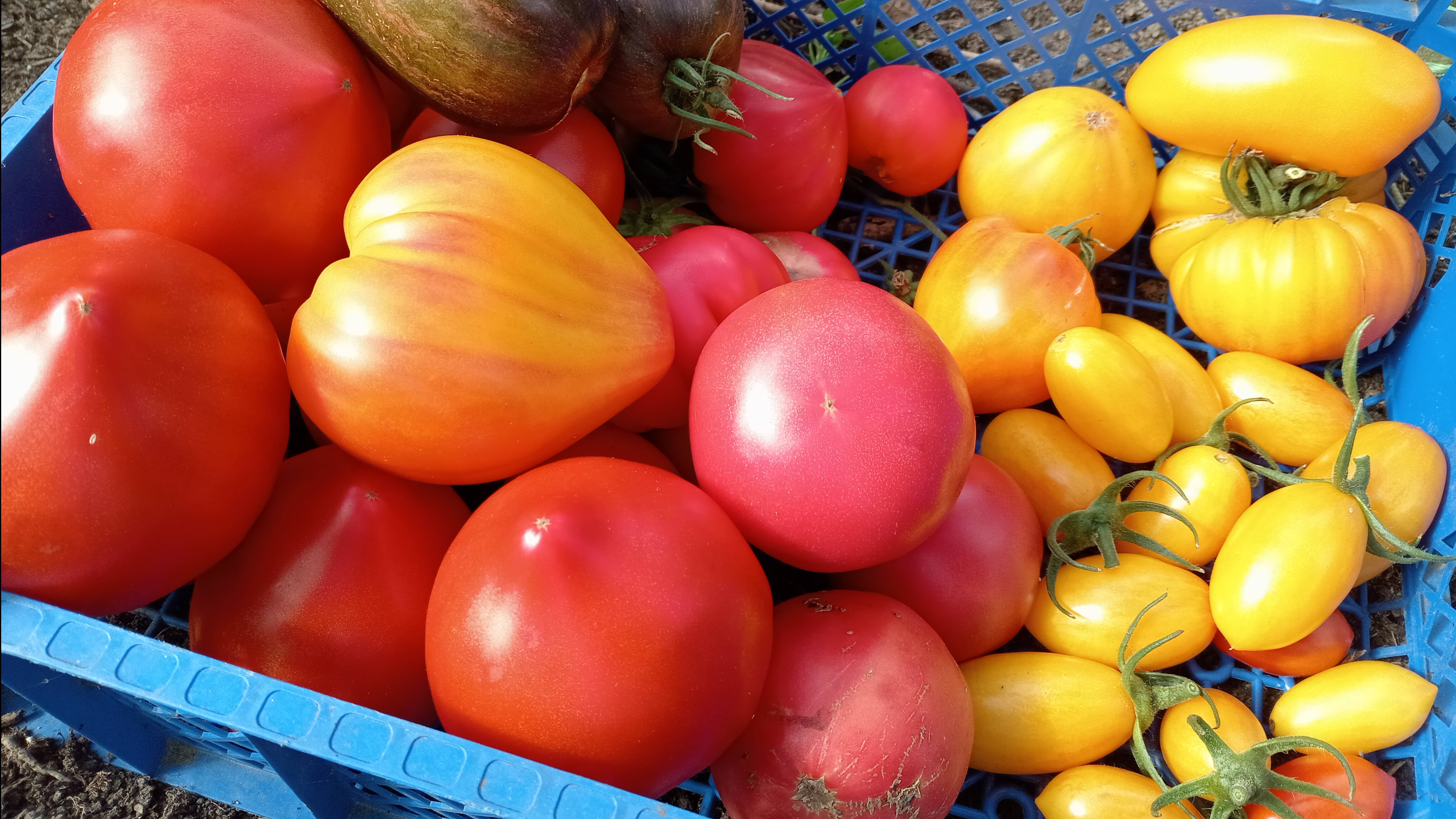ТЕПЛИЦА И УРОЖАЙ В СЕНТЯБРЕ.