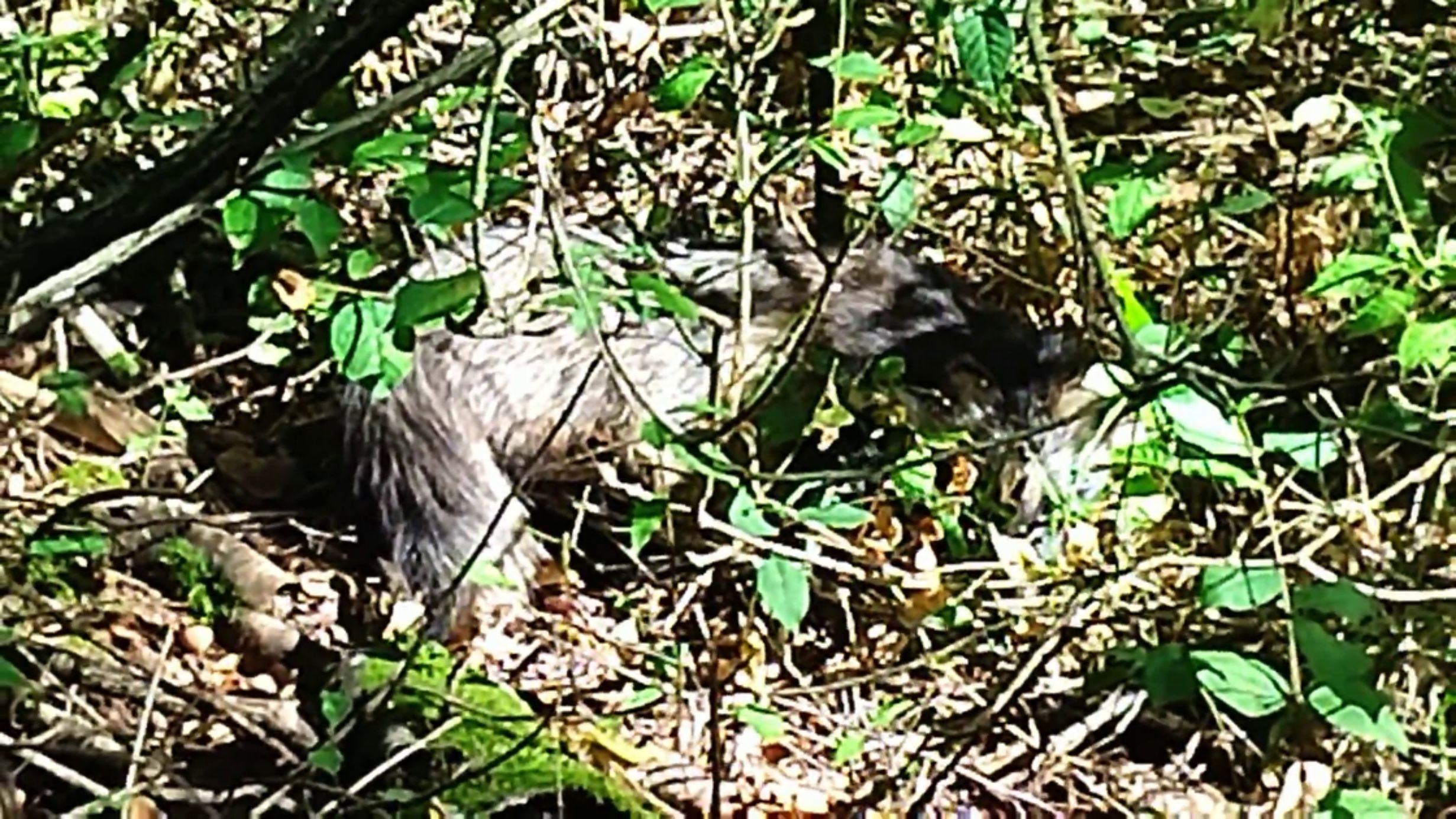 ЕНОТОВИДНАЯ СОБАКА В ЛАСКОВО