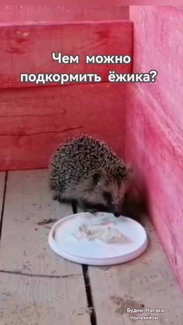 Ежик в дикой природе. Чем угостить? Гость на участке!