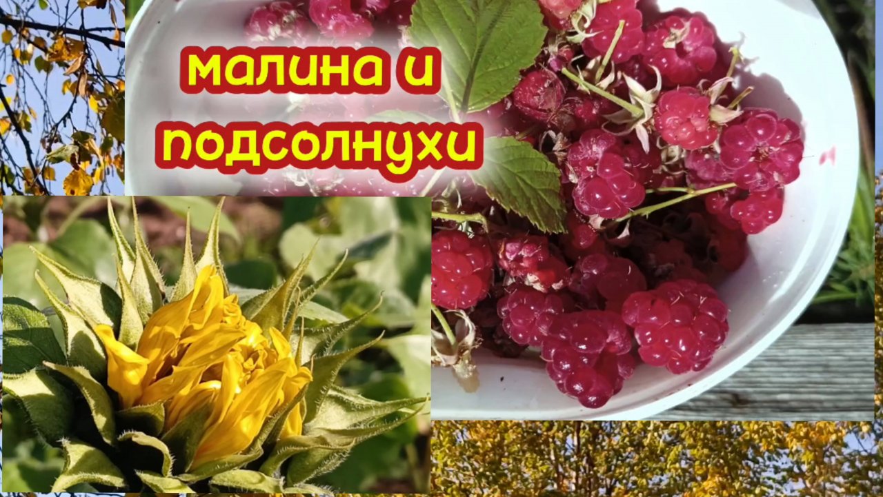 Подсолнухи на огороде.