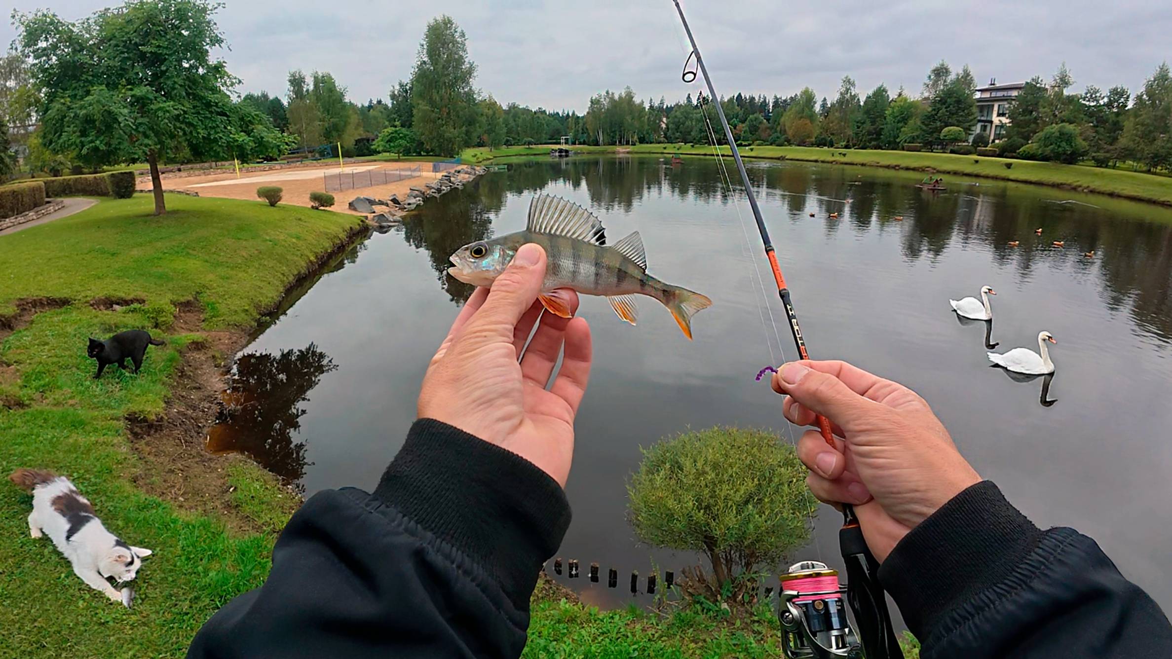 Фиолетовый мотыль косит рыбу! Рыбалка в Мэдисон Парк. Окунь, пескарь подлещик на мормышку.