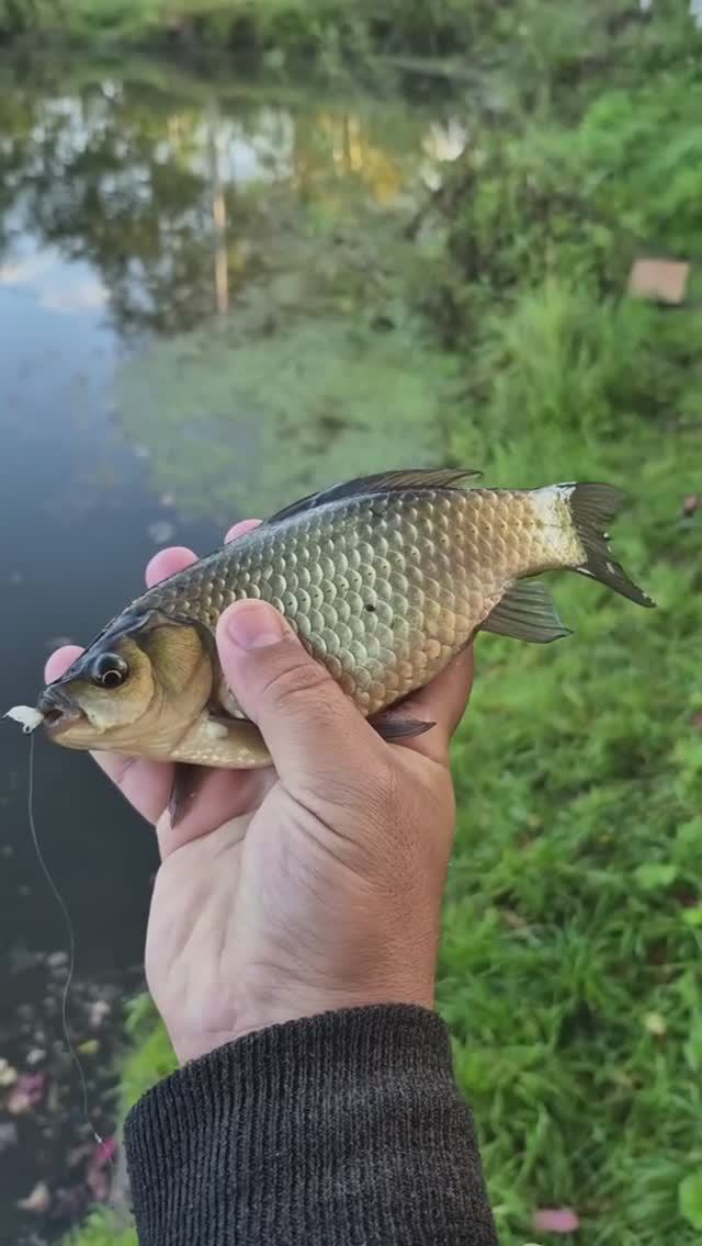 Ловлю карасей мормышингом с мормо джиг-ригом. Гениально удобная и простая оснастка. Карась на вату