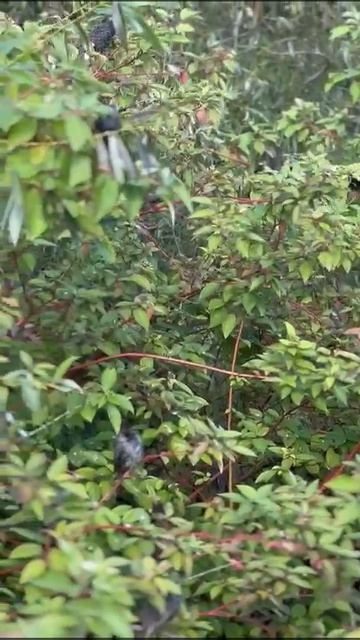 Прогулка по парку - Скворцы в парке