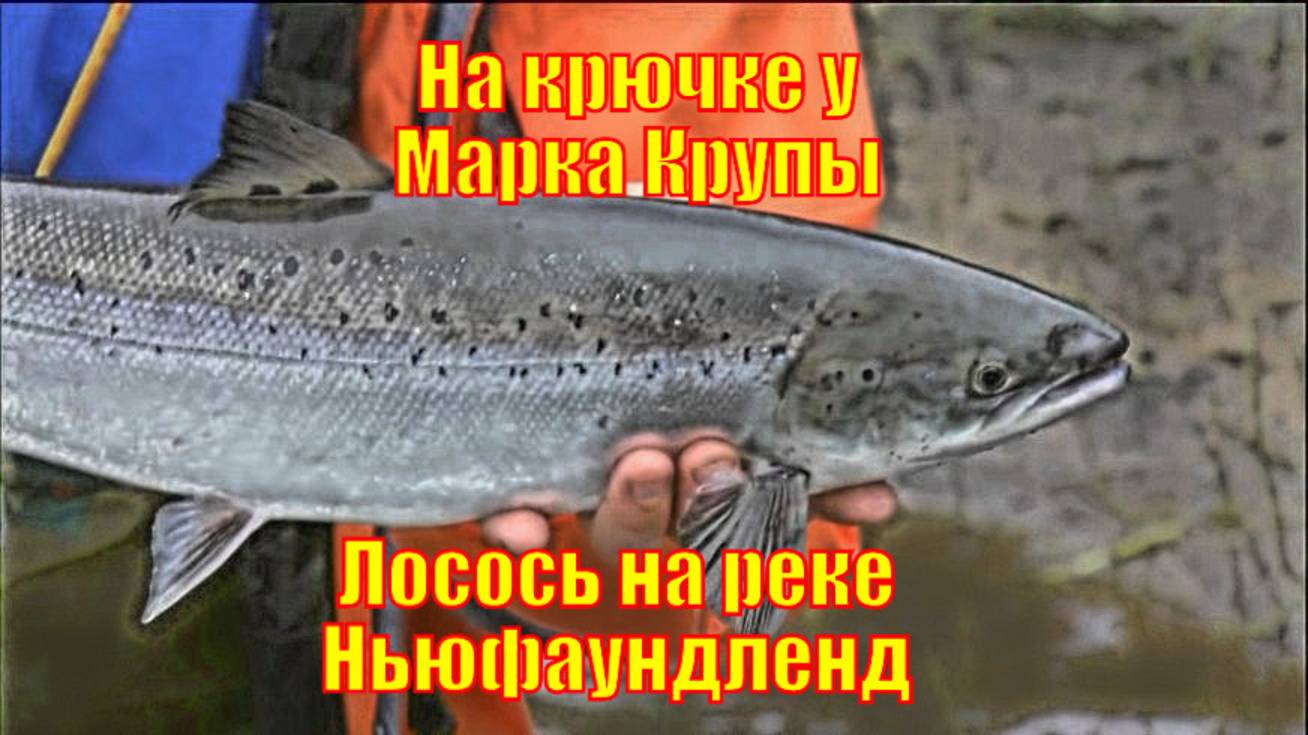 На крючке у Марка Крупы - Лосось на реке Ньюфаундленд