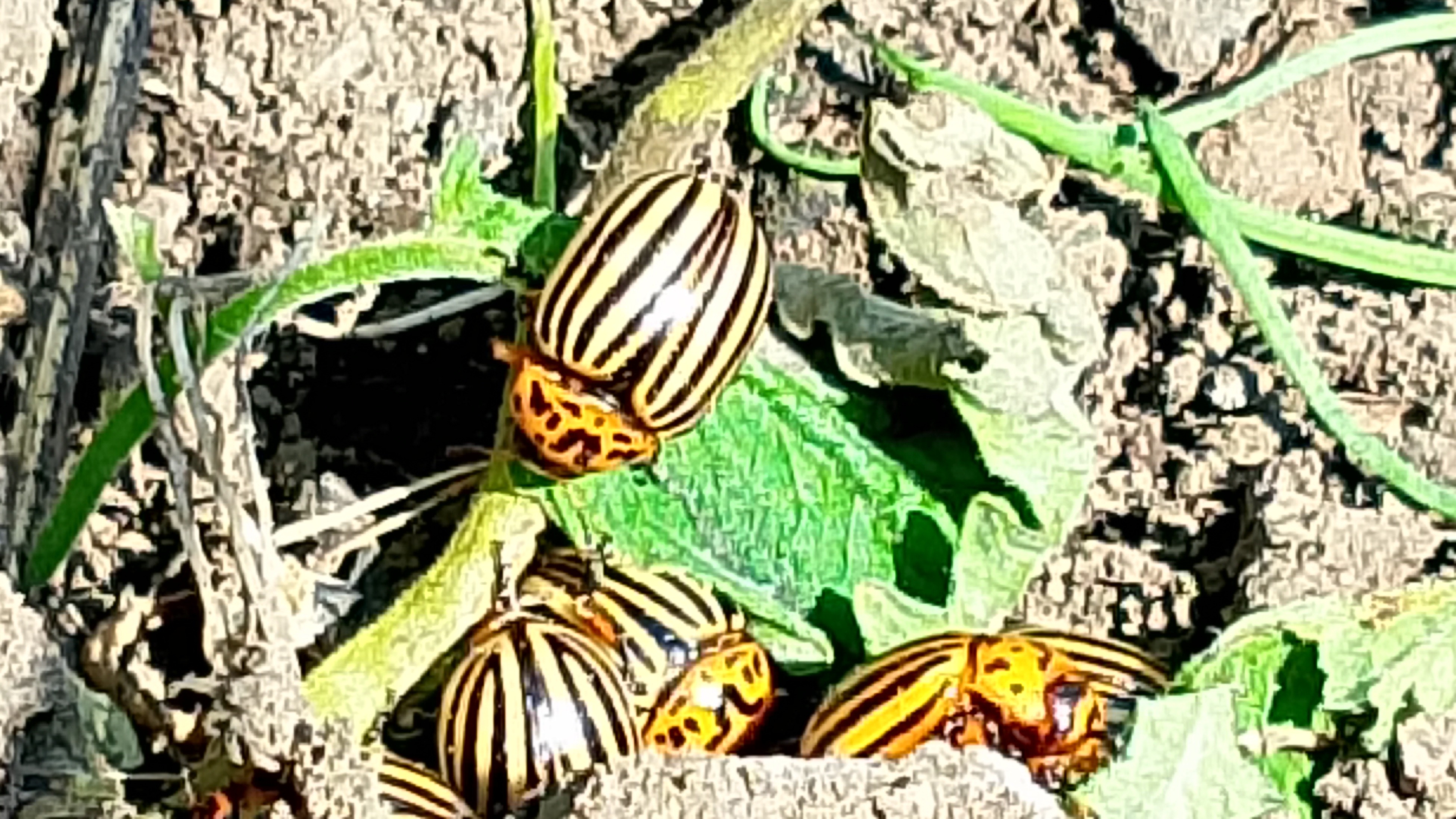 Вести с огорода! Урожай колорадского жука!🐞Его, больше, чем картошки!😁