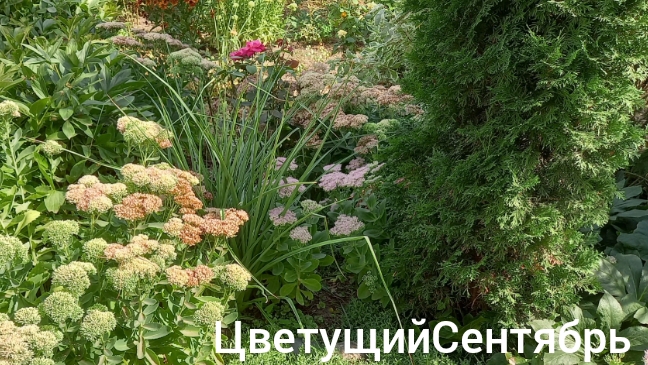 12-09-2025 Собираем груши Вяжу носочек Цветущий сентябрь