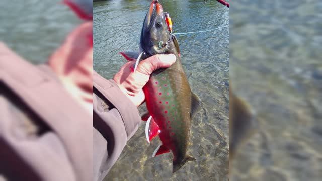 Камчатка 2025. Голец идёт!