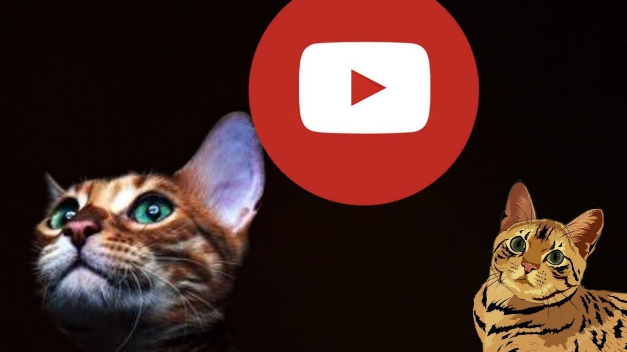 Кошки видео