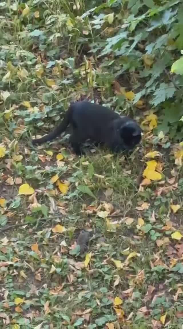 Смешные видео - Кошки мышки