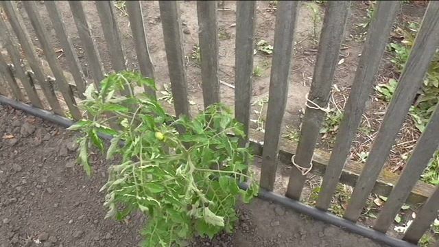 Помидор из самосева